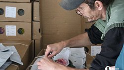 В Челябинск к 1 сентября привезли 7 тонн роз, гортензий и лилий из Китая