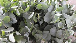 В Челябинск к 1 сентября привезли 7 тонн роз, гортензий и лилий из Китая