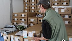 В Челябинск к 1 сентября привезли 7 тонн роз, гортензий и лилий из Китая