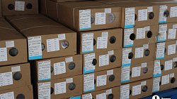 В Челябинск к 1 сентября привезли 7 тонн роз, гортензий и лилий из Китая