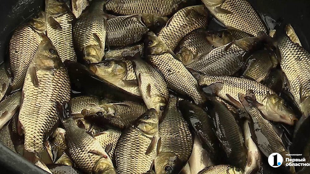 Более 250 тысяч мальков сазана выпустили в челябинские Шершни