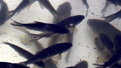 В Шершневское водохранилище выпустили 250 тысяч мальков