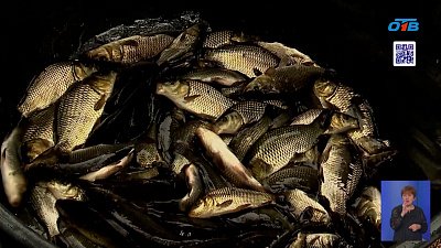 Шершневское водохранилище очистит рыба