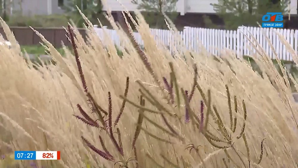 Злаки — посланники ветра в рубрике «Руки садовода»