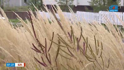 Злаки — посланники ветра в рубрике «Руки садовода»