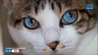 О том, что такое гетерохромия, в сюжете «Глаза разного цвета»