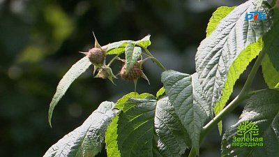Малина после плодоношения: как заложить основу для будущего урожая