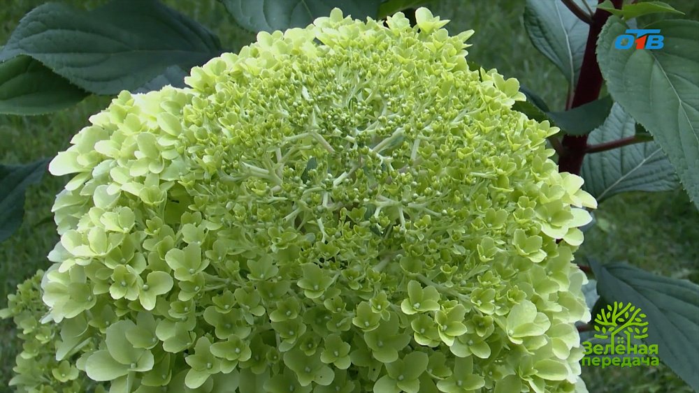 Секреты выращивания гортензии от цветовода Любови Пономаревой