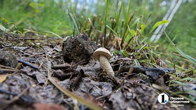 Куда поехать за грибами в Челябинской области: локации августа‑2025