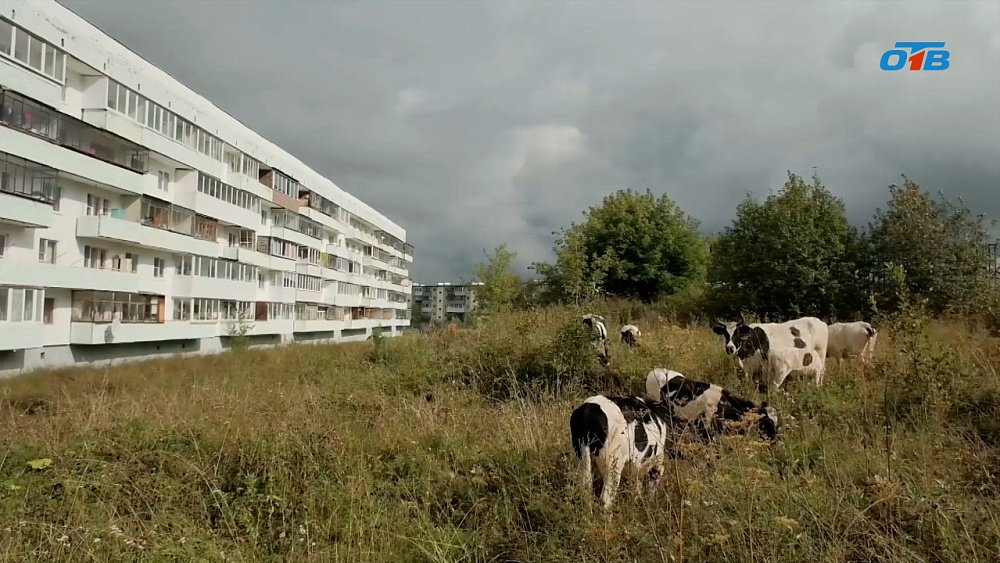 В Челябинской области могут появиться «штрафстоянки» для коров