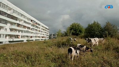 В Челябинской области могут появиться «штрафстоянки» для коров