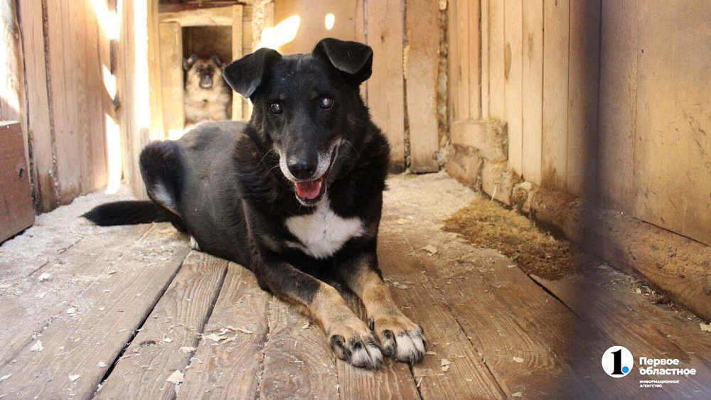 В челябинском приюте слепые собаки мечтают встретить старость рядом с человеком