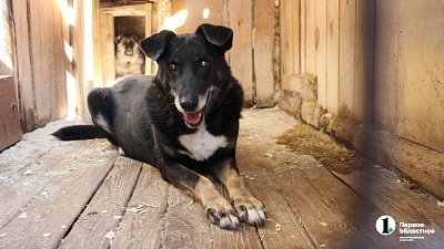 В челябинском приюте слепые собаки мечтают встретить старость рядом с человеком