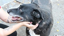 В челябинском приюте слепые собаки мечтают встретить старость рядом с человеком