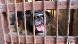 В челябинском приюте слепые собаки мечтают встретить старость рядом с человеком