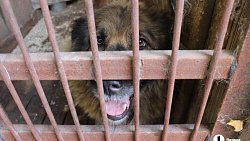 В челябинском приюте слепые собаки мечтают встретить старость рядом с человеком