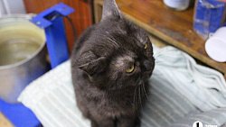 В челябинском приюте слепые собаки мечтают встретить старость рядом с человеком