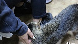 В челябинском приюте слепые собаки мечтают встретить старость рядом с человеком