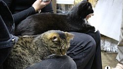 В челябинском приюте слепые собаки мечтают встретить старость рядом с человеком