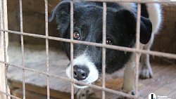 В челябинском приюте слепые собаки мечтают встретить старость рядом с человеком