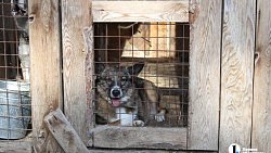 В челябинском приюте слепые собаки мечтают встретить старость рядом с человеком