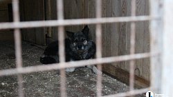 В челябинском приюте слепые собаки мечтают встретить старость рядом с человеком