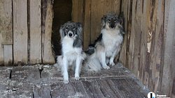 В челябинском приюте слепые собаки мечтают встретить старость рядом с человеком