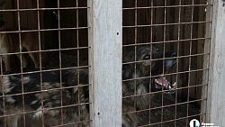 В челябинском приюте слепые собаки мечтают встретить старость рядом с человеком