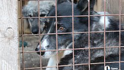 В челябинском приюте слепые собаки мечтают встретить старость рядом с человеком