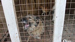 В челябинском приюте слепые собаки мечтают встретить старость рядом с человеком