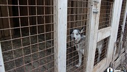 В челябинском приюте слепые собаки мечтают встретить старость рядом с человеком