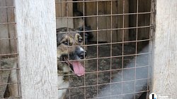 В челябинском приюте слепые собаки мечтают встретить старость рядом с человеком