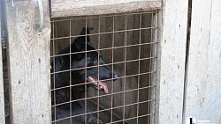 В челябинском приюте слепые собаки мечтают встретить старость рядом с человеком