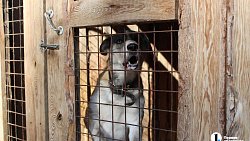 В челябинском приюте слепые собаки мечтают встретить старость рядом с человеком