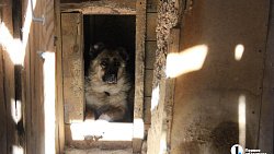 В челябинском приюте слепые собаки мечтают встретить старость рядом с человеком