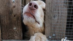 В челябинском приюте слепые собаки мечтают встретить старость рядом с человеком