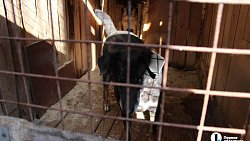 В челябинском приюте слепые собаки мечтают встретить старость рядом с человеком