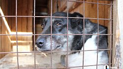 В челябинском приюте слепые собаки мечтают встретить старость рядом с человеком