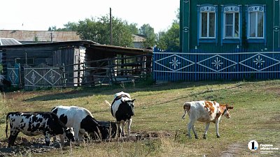 Среди челябинцев в этом году становится популярнее избинг