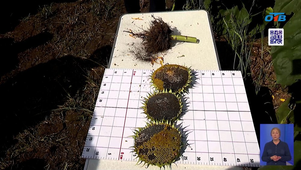 Челябинские аграрии ищут «золотую» формулу урожая подсолнечника