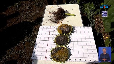 Челябинские аграрии ищут «золотую» формулу урожая подсолнечника