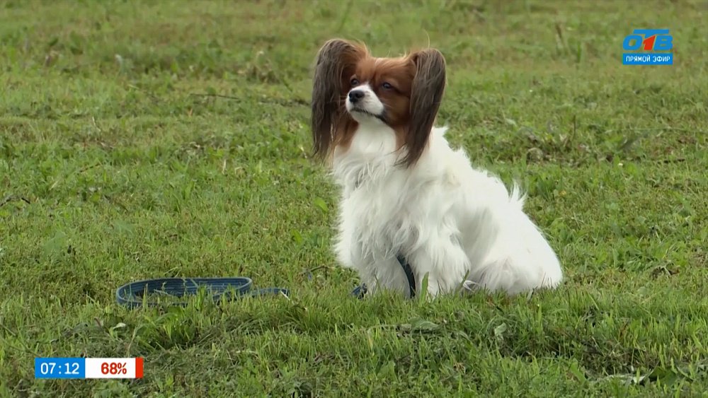 Папийоны в рубрике «Усы, лапы и хвост»