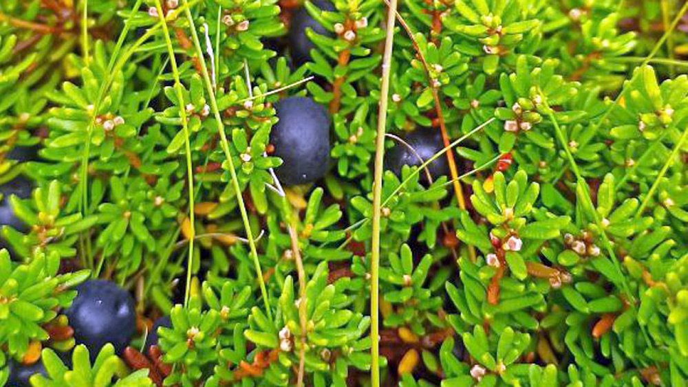 На Таганае открыт сезон «кудесной травы»