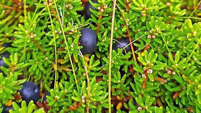 На Таганае открыт сезон «кудесной травы»