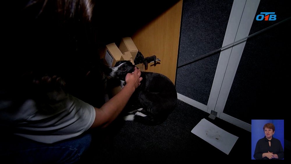 В Челябинске сотрудники ОТВ приютили потерявшуюся собаку