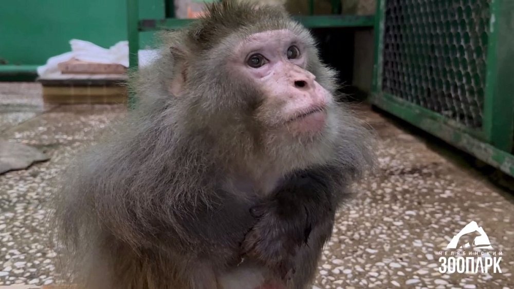 Макаку-резуса Мишу снова можно увидеть в челябинском зоопарке
