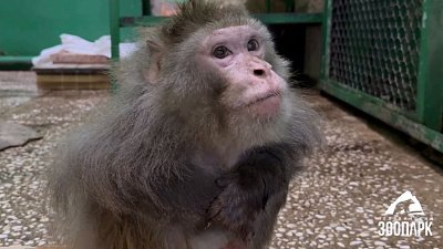 Макаку-резуса Мишу снова можно увидеть в челябинском зоопарке