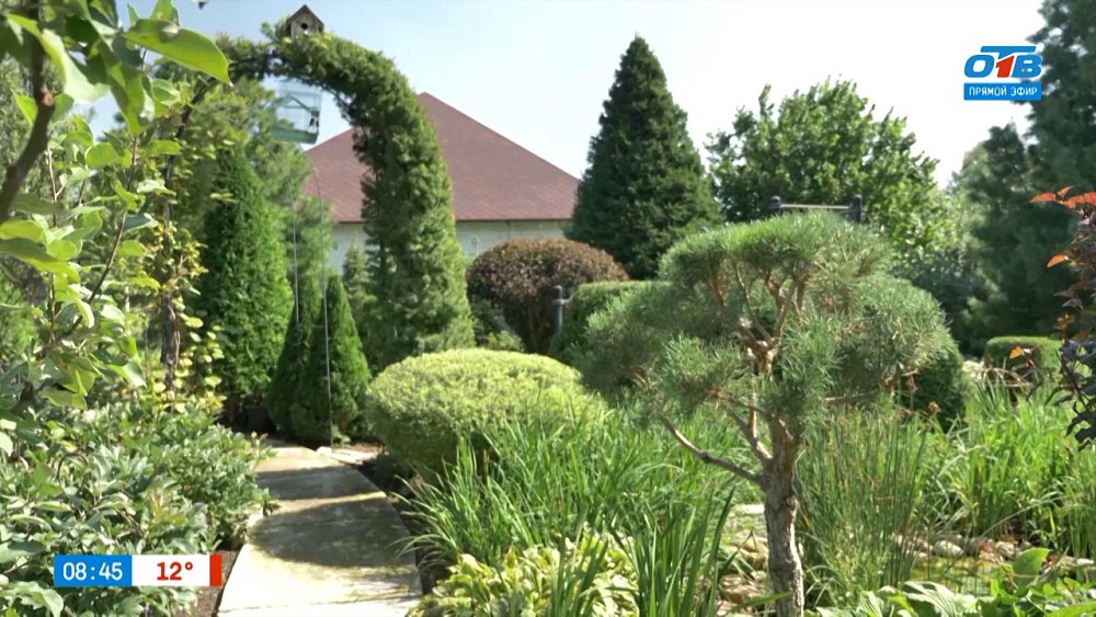 Лиственница — растение, которое недолюбили и недооценили, в рубрике «Руки садовода»