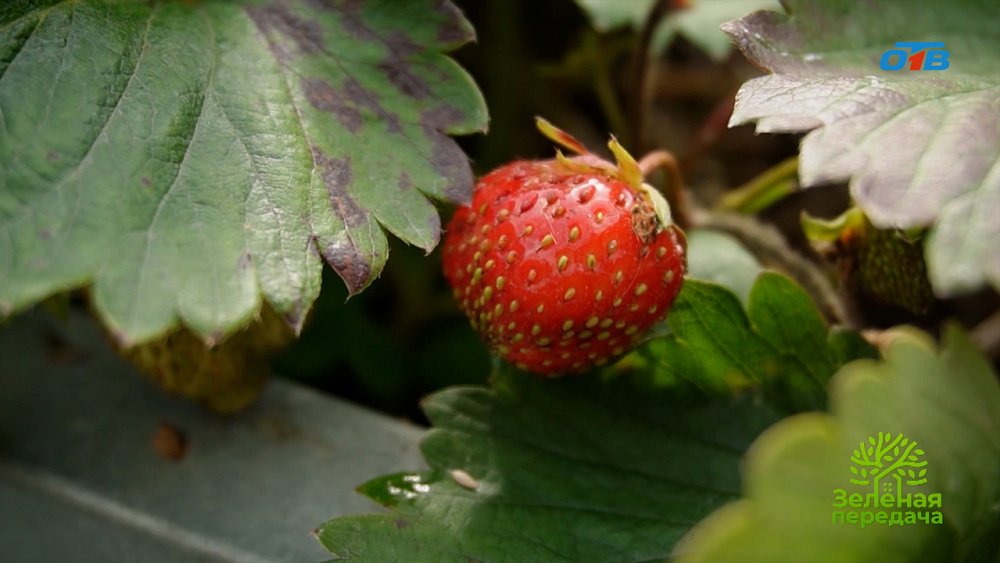 Что нужно сделать с грядками садовой земляники после сбора урожая