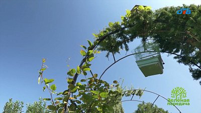 Как можно удачно использовать лиственницу в ландшафтном дизайне